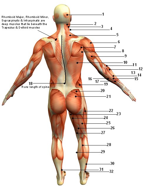 Main Muscle Diagram