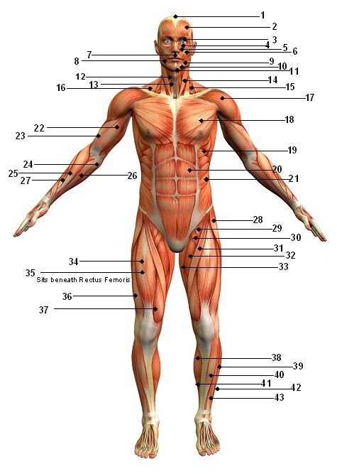 Human Body Muscular System Diagram