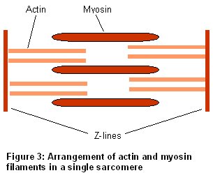 Actin and myosin diagram