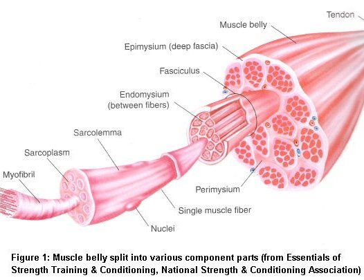 Muscle anatomy diagram