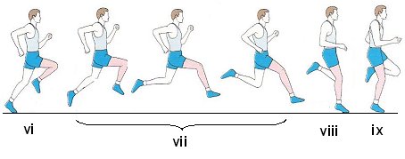 Sprinting technique - maximum speed phase